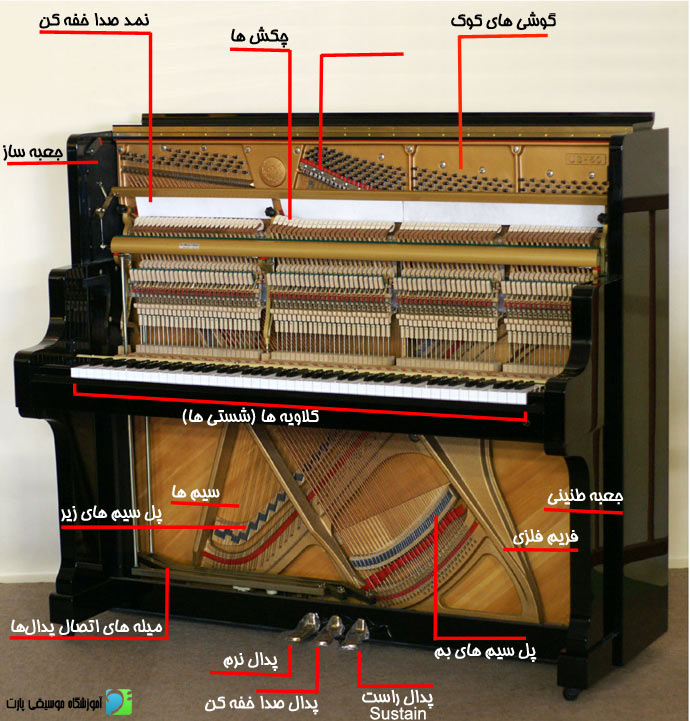 piano anatomy